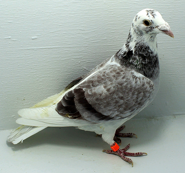 Band: 6854 IPB B 2025